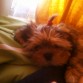 descansando