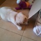 mordisqeando su camita jej