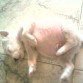 YO RECIEN COMIDO