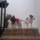 Mis Hermosos Perros!!