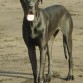 Bagheera en la playa las gaviotas