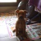 Atenta