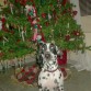 Busco un novio para poder tener mis primeros perritos, interesados escribirme aqui, soy una dalmata pura de 3añitos muy juguetona :D