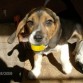 Zorba, Beagle Tricolor.
Fanatico de las Tapas de Bebidas y su peluche de conejo.