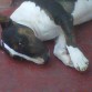 Este es tayson! El rey de la casa!! 