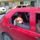 Paseito
