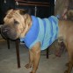 ETHAN. SHAR PEI MACHO. 3 AÑOS Y 4 MESES