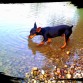 boby bebiendo agua en el rio después de horas de paseo jajaja