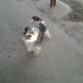 Una de las dos fotos que me mandaron de Jack por Whatsapp antes de adoptarlo.