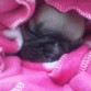 Kenia durmiendo, es la más peque 900gr