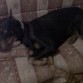 Descansando...