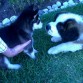 SAM CONOCIENDO AMIGOS 
HAY LES DEJO MAS VIDEOS 
http://www.youtube.com/watch?NR=1&v=K3RSRqV-Svw