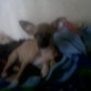 levanteeee.. 
mis orejas tan levantandooo
aun no del todooo =(