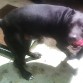 posando para la camara, que lengua eh