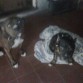 estos son mis dos pitbull,,el de la izquierda es sowy,,de 2 años y medio,,,y el de la derecha es kimbo,,de 4 meses,,,