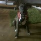 telma 
dixie dog