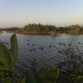 estos son mas de 15 patitos tambien es sisal