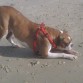 Que nadie me quite la piña ! Jeje aquí en la playa jugando con su piña