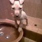 jugando en el baño