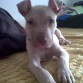2 meses y 20 dias