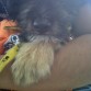 mi patita