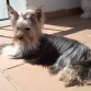 polly tomando el sol