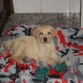 bruce cuando me lo trajeron con 2 meses