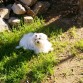 Klein tomando el sol mientras mira a sus amiguitos malteses que corretean de un lado para el otro