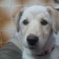 mi cachorrita