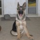 Este chico guapo, llegó a nuestro hogar a los 4 meses, rescatado de los malos tratos que le daban en su anterior casa. Sus hermanas lo acogieron con cariño, se adaptó inmediatamente...Kaiser (es su nombre) es un amor!!