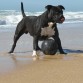 Tolo en la playa de el Palmar. Con 2 años.