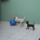 Jugando con mami y la pelotota!!