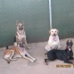 Kaiser(Pastor Alemán), Sayuri(Pastor Belga), Capitú(Cobrador de Labrador), Zelda(Doberman).
Son parte fundamental de mi familia.