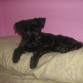 Choopiii en mi cama :)