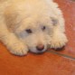 Este es Zuri cuando lo adoptamos con 2 mesitos parecia un peluche