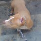 4 1/2 meses ya bien altiro