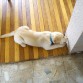 jugando con su pelota