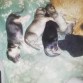 4 de los 8 cachorritos
5 negritos (Como Klaus)
3 rubiesitos (Como Hope)
