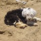 nuka en la playa con 5 meses