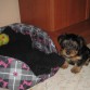 esta es kira una pequeña yorki de solo dos meses,me la regalon por mi cumple y esta foto es recien llegada a casa,