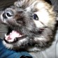 Mira que dientes tengo!