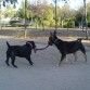 staffy contra mini bullterrier en las comunidades
