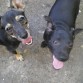 Triinii y su amiguito Blacky