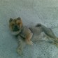 MIRAR Q WAPO DE PERRO