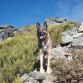 "Parece un lobo", me dijo una anciana portuguesa en el Parque Natural de Montesinho, Portugal. Y seguramente ella vio alguno en sus tiempos, ya que dicho parque está muy cerca de la Sierra de La Culebra y comparte su fauna.