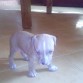 drako 1 mes