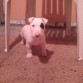 hola amigos este es kaos,mi bullterrier q tiene 2 mesitos de edad.