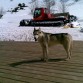 Lobo en la nieve