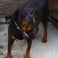 Pues como observan es un Rottweiler Aleman de 5 años de edad Apenas nacieron sus cachorros originales.