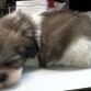 Primera siesta encima de la mesa!